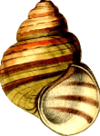 Sea shell 21